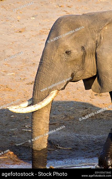 Elephant, Loxodonta africana, Chobe National Park, Botswana, Africa
