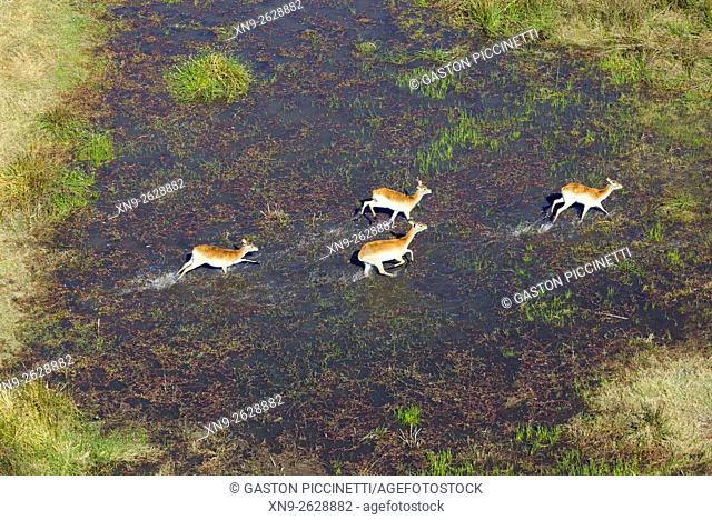 Red Lechwe (Kobus leche), running in the floodplain, aerial view. Okavango Delta, Moremi Game Reserve, Botswana. The Okavango Delta is home to a rich array of...