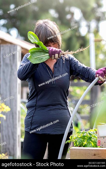 Australia, Melbourne, Woman working in community garden