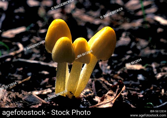 Bolbitius titubans, Gold Dung Mushroom, Yellow Dung Mushroom, Mushrooms, Yellow Cow-pat Toadstool (Bolbitius vitellinus)