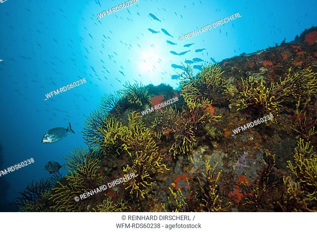 Reef with Variable Gorgonians, Paramuricea clavata, Tamariu, Costa Brava, Mediterranean Sea, Spain