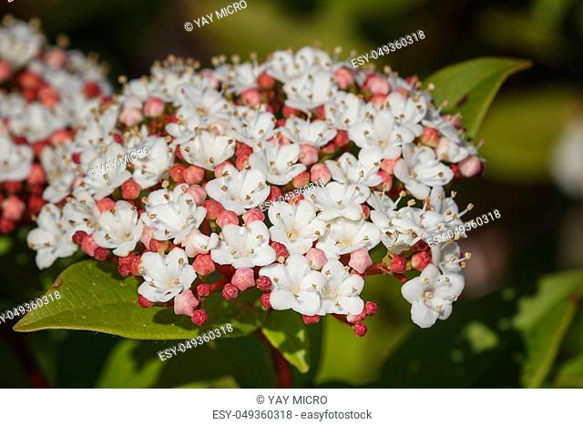 Laurustinus (Viburnum tinus), flowers of gardens