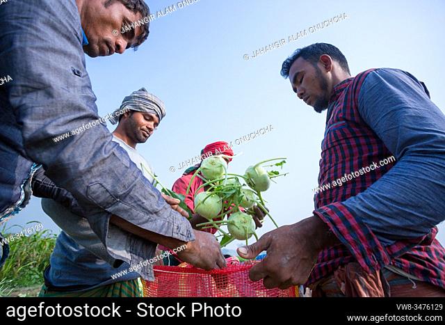 Bangladesh â. “ January 24, 2020: Labors are uploading Kohlrabi cabbage in plastic mesh bags for export in local market at Savar, Dhaka, Bangladesh