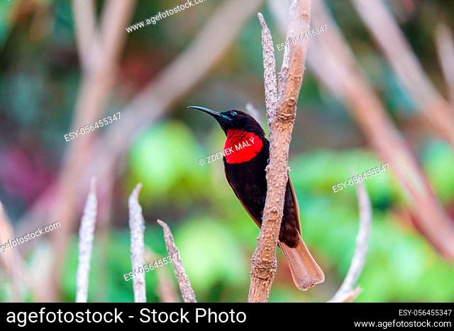 Scarlet-chested Sunbird on tree - Lake Zway or Lake Ziway - Ethiopia wildlife, Africa