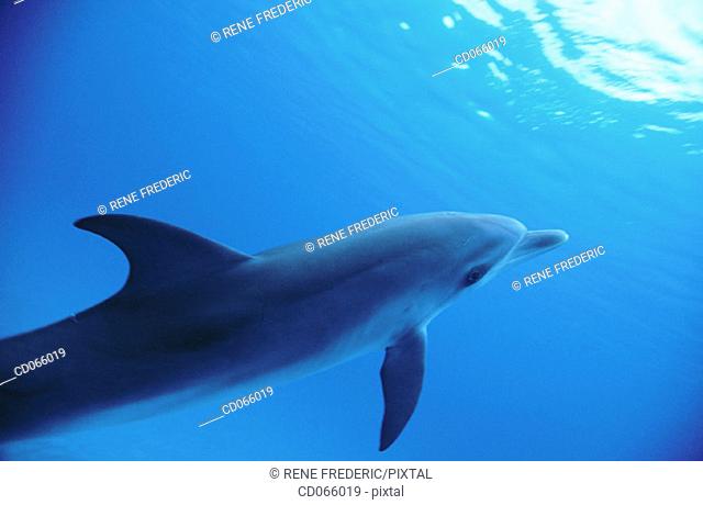 Spotted Dolphin (Stenella plagiodon). Bahamas