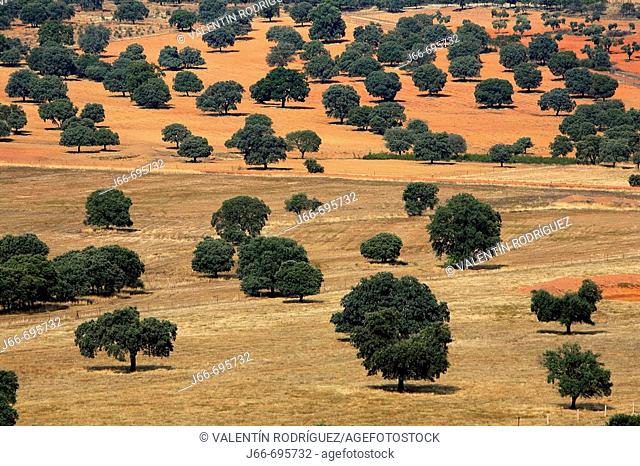 Holm Oaks, Cabañeros National Park. Ciudad Real province, Castilla-La Mancha, Spain