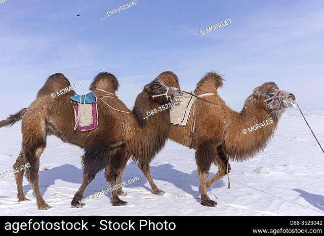 Asie, Mongolie, Ouest de la Mongolie, Montagnes de l'Altai, Village de Kanhman, course de chameaux de Bactriane dans la plaine / Asia, Mongolia, West Mongolia