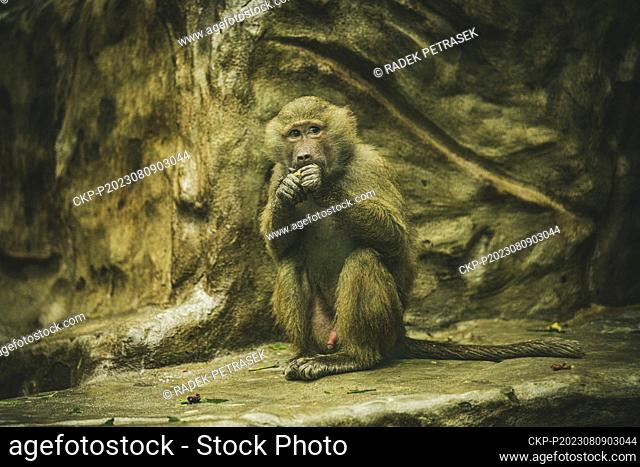 Hamadryas baboon in the zoo's exhibition in Liberec, Czech Republic, August 9, 2023. (CTK Photo/Radek Petrasek)