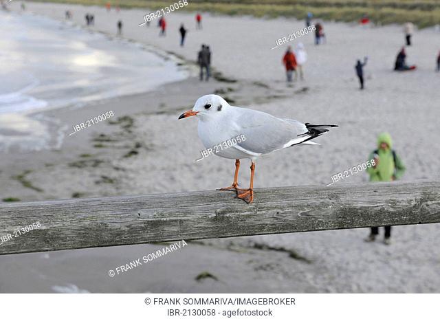 Black-headed Gull (Larus ridibundus) in winter plummage, sitting on the railing of the pier of Prerow, with blurred imags of the beach and people behind it