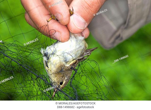 France, Bas Rhin , Common Chiffchaff  Phylloscopus collybita  , Order:Passeriformes