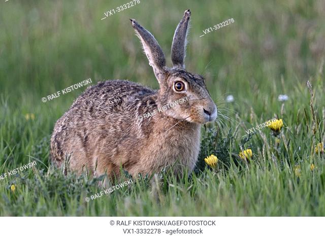 Brown Hare / European Hare / Feldhase ( Lepus europaeus ) sitting in grass between flowers of a vernal meadow, wildlife, Europe