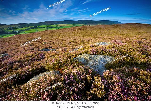 England, Northumberland, Rothbury  Flowering heather on the open moorland known as the Rothbury Terraces, looking towards Simonside