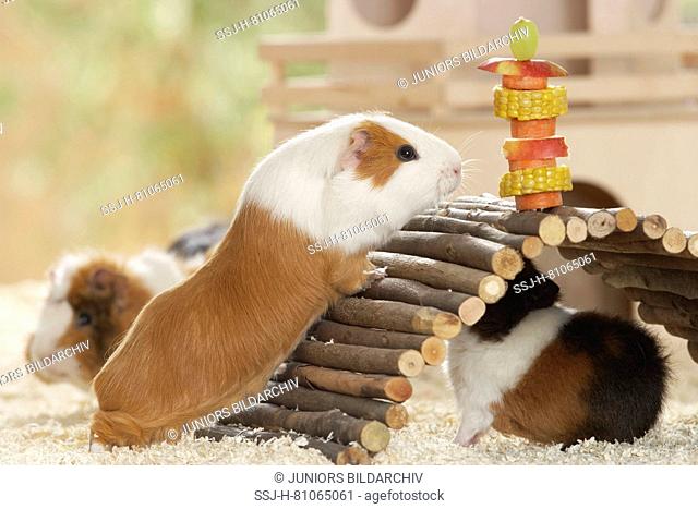 Smooth-haired Guinea Pig on its way over a wooden bridge to a vegetable skewer. Next to it two Rex Guinea Pigs. Germany