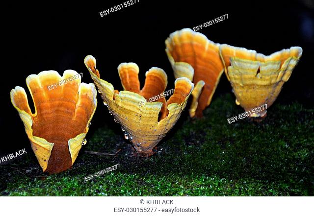 Golden cups of the turkey-tail bracket fungus (Stereum ostrea) growing on a moss covered fallen log in rainforest
