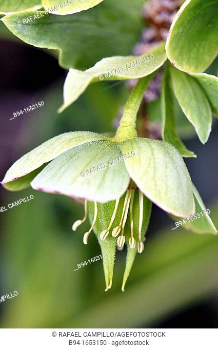 Stinking hellebore or Dungwort (Helleborus foetidus, fam. Ranunculaceae). Osseja, Pyrenees-Orientales, Languedoc-Roussillon, France