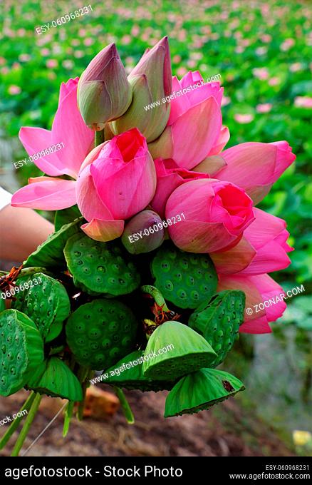 Woman hand hold lotus flower bouquet just harvest from lotus pond, pink flower beautiful on green field background