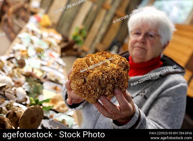 25 September 2022, Saxony-Anhalt, Silberhütte: Mushroom expert Barbara Grzyb holds a curly hen in her hands. The popular edible mushroom is currently in its...