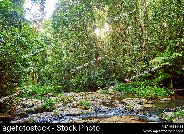 Rain forest with creek and Piccabeen palm, Archontophoenix cunninghamiana, in spring, Jumrum Creek Conservation Park, Kuranbda, Queensland, Australia