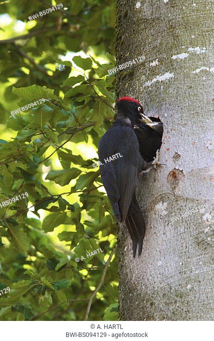 black woodpecker (Dryocopus martius), male feeds fledgling, Germany, Bavaria