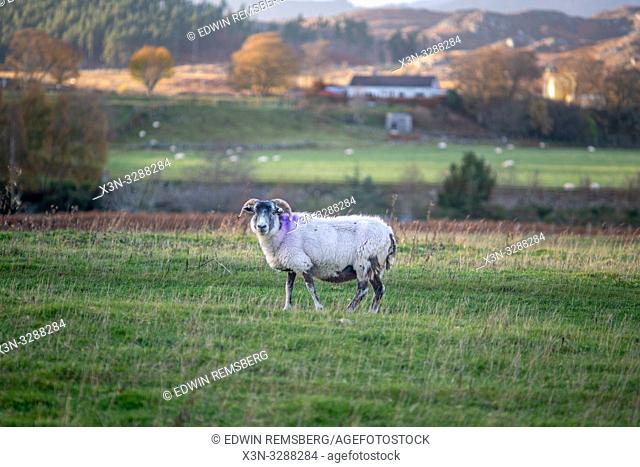 A ram walks on the grass in Scotland, United Kingdom