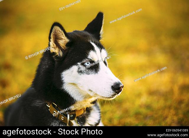 Close Up Young Happy Husky Puppy Eskimo Dog Outdoor