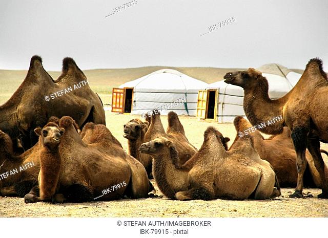 Relaxing herd of Bactrian camels in front of two yurts ger Bayanzag Mongolia