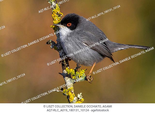 Sardinian Warbler, Sylvia melanocephala