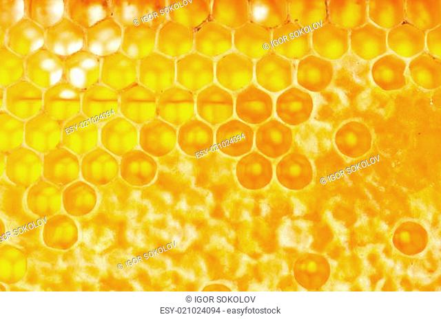 frame with honeycomb full of honey