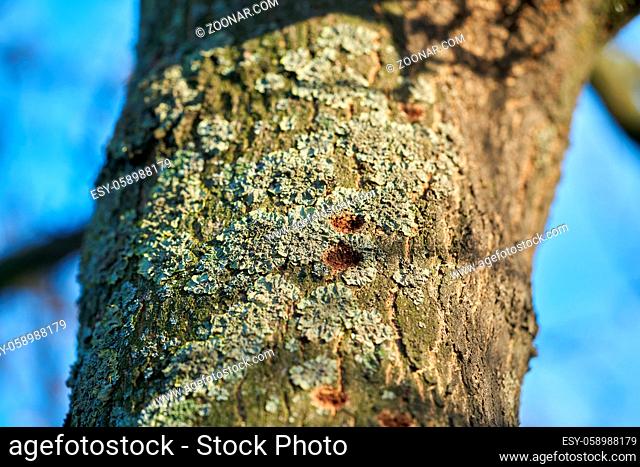 ein durch den Asiatischen Laubholzbockkäfer befallener Baum in Magdeburg in Deutschland. Der Käfer breitet sich etwa seit dem Jahr 2000 in Europa aus
