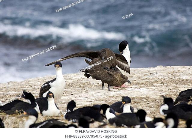 Antarctis Skua, Catharacta antarctica, mating, Falkland island, with King Cormorants