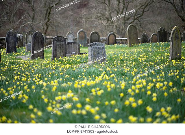 England, North Yorkshire, Farndale. Farndale daffodils in a church graveyard