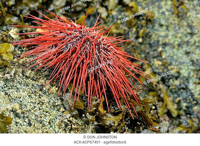 Exposed Red sea urchin (Strongylocentrotus franciscanus) at low tide, Haida Gwaii (Queen Charlotte Islands) Gwaii Haanas NP, British Columbia, Canada