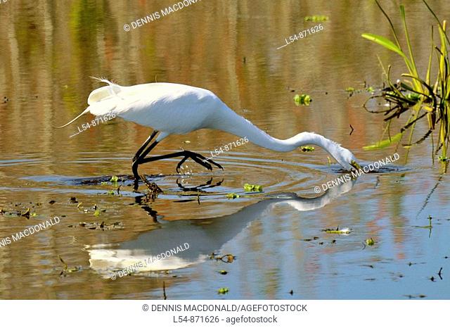 Great White Heron at the Circle B Bar Reserve Environmental Nature Center Lakeland Florida Polk County U S