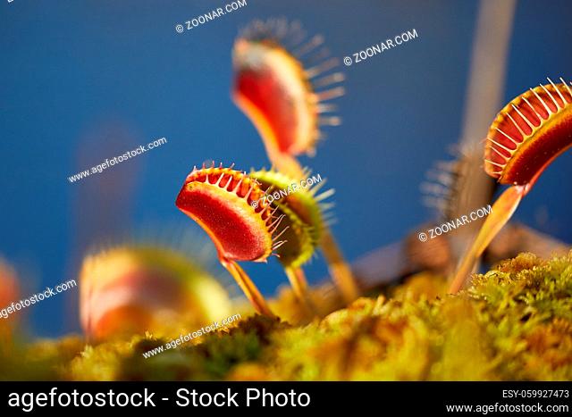 Venus's flytrap carnivorous plant in a garden