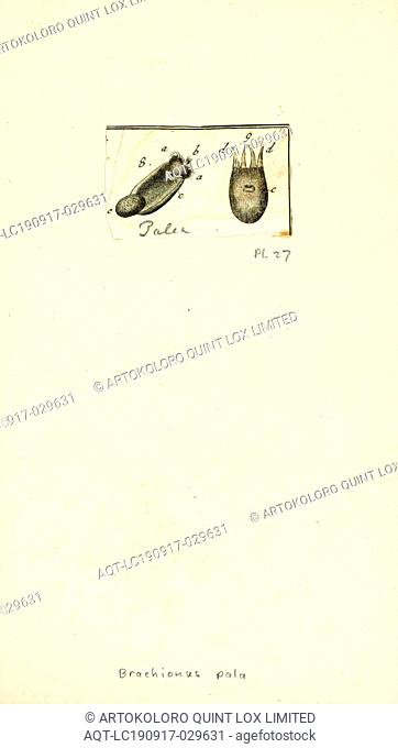 Brachionus pala, Print, Brachionus quadridentatus. Brachionus is a genus of planktonic rotifers occurring in freshwater, alkaline and brackish water