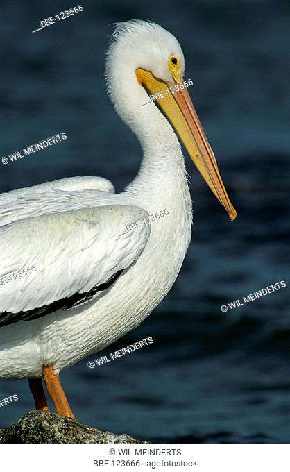 American White Pelican in close-up