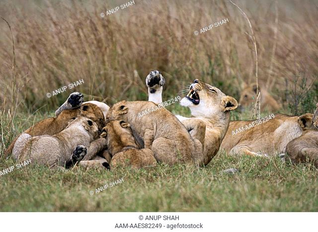 Lioness and playful cubs aged 12-18 months (Panthera leo). Maasai Mara National Reserve, Kenya. Aug 2008