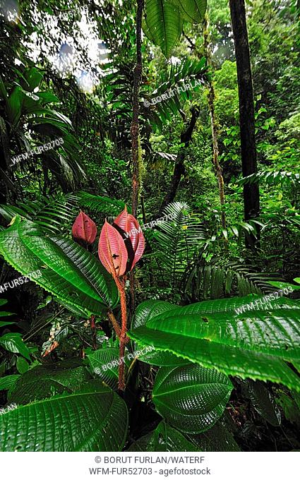 Vegetation in Rainforest, Corcovado Nationalpark, Costa Rica