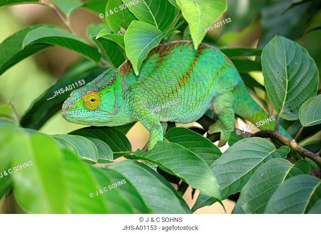 Parson's chameleon, Calumma parsonii, Madagascar, Africa, adult female searching for food