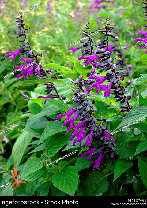 The sage 'Amistad' with purple flowers (Salvia)
