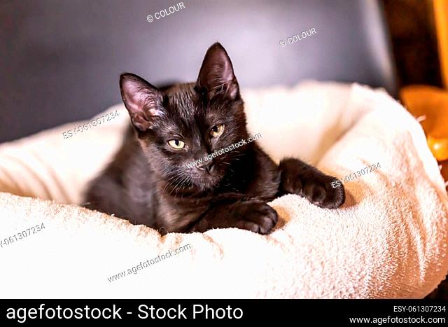 Portrait from beautiful black baby Kitten