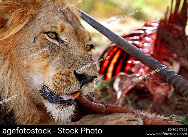 Kalahari-Löwe im Kgalagadi Transfrontier National Park mit Beute, Südafrika; lion with a kill in south africa