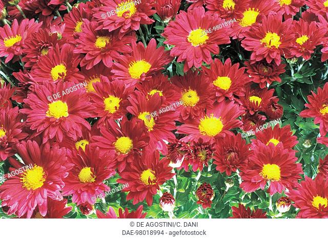 Botany - Asteraceae (Compositae) - Korean chrysanthemum Molina(Chrysantemum coreanum Molina)