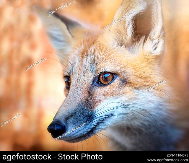 Kit Fox Portrait, Color Image, Oregon, USA