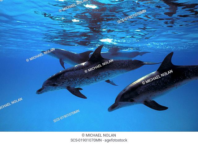 Atlantic Spotted Dolphin pod Stenella frontalis underwater on the Little Bahama Banks, Grand Bahama Island, Bahamas Resolution Restricted - pls contact us
