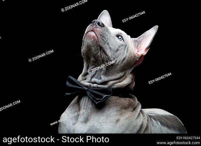 Beautiful blue thai ridgeback 3 months old puppy with bow tie over black background. Copy space