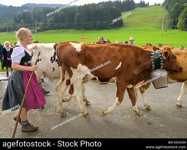 16. 09. 2022. Almabtrieb, cattle seperation in Thalkirchdorf, Markt Oberstaufen, Allgäu, Bavaria, Germany, Europe