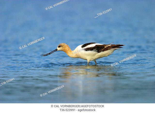 American Avocet (Recurvirostra americana) feeding by swinging its long upturned bill through the shallow water to catch small invertebrates at the West Pond at...