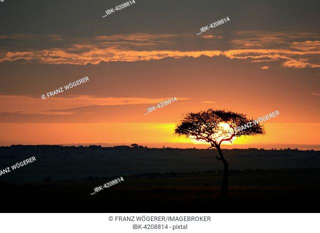 Sunrise, single large tree in the distance, backlit, great acacia, savanna, cloudy sky, Maasai Mara National Reserve, Kenya