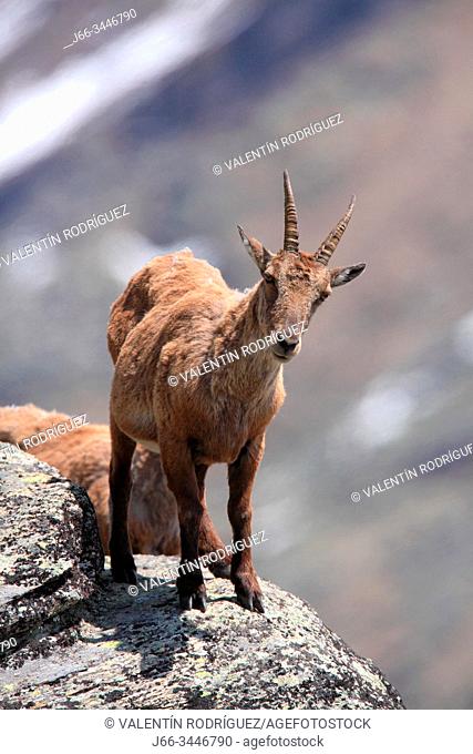 Female ibex (Capra ibex) in the national park Gran Paradiso. Italy